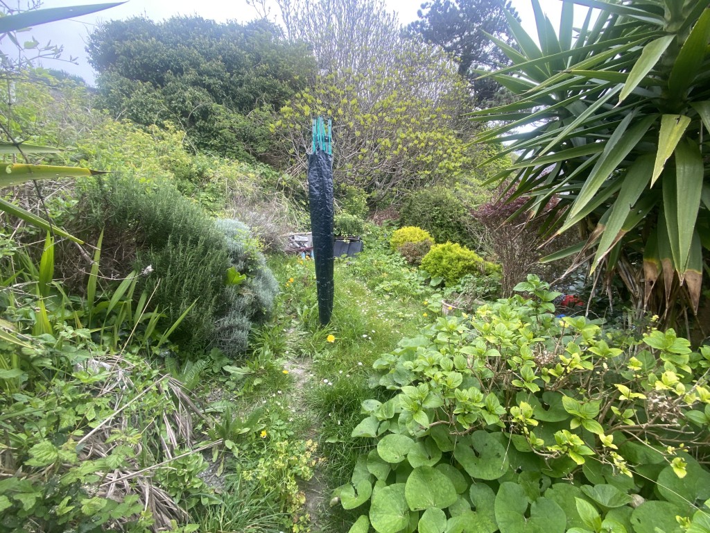 Lot: 101 - LEASEHOLD FLAT FOR INVESTMENT - Garden area with seasonal growth